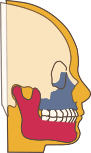 上あご(青い部分)の前方への成長